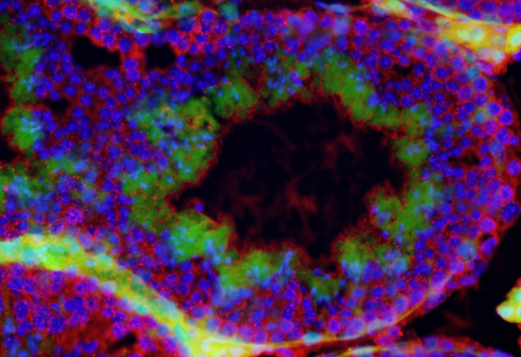 Fluorescent ICC (seminiferous tubule)