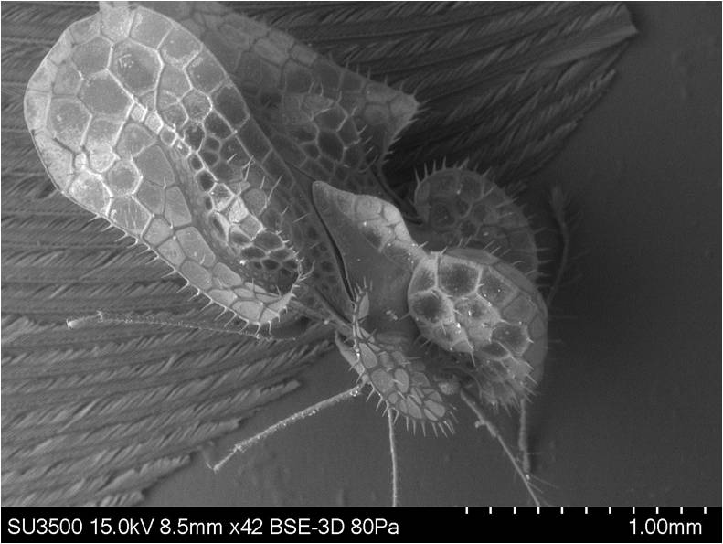 LV-SEM (Black mould fungus)